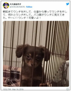 大久保佳代子の犬の犬種と名前