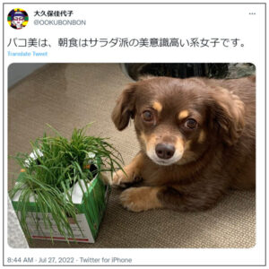 大久保佳代子の犬の犬種と名前